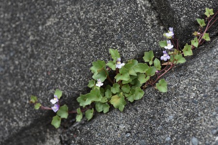 Cymbalaria muralis flowersの写真素材