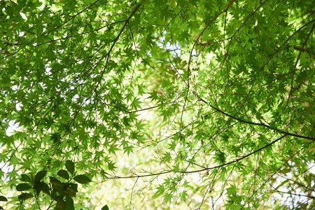 Fresh green of the Japanese maple