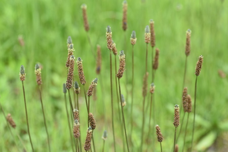 Ribwort plantainの写真素材