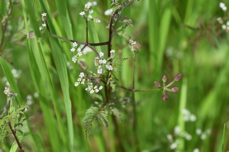 Torilis scabraの写真素材