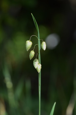 Big quaking grass