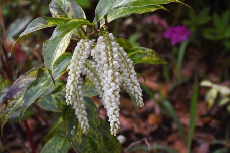 Leucothoe fontanesianaの写真素材