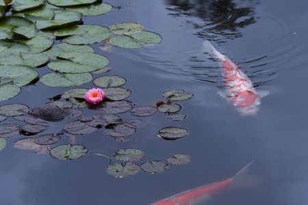 Water lily flowersの写真素材