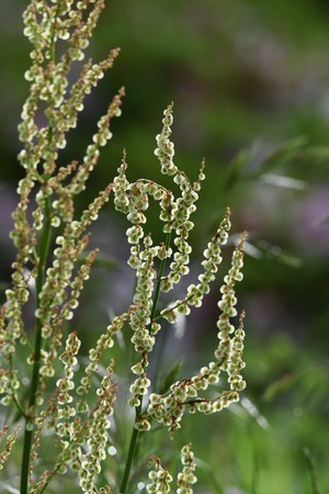 Rumex acetosa flowers