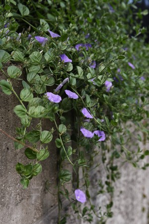 Ground morning glory