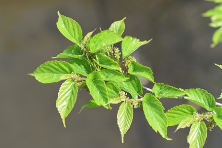 Mulberry flowers