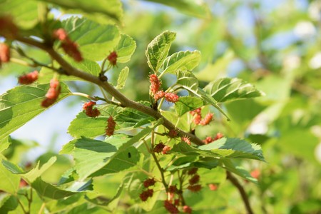mulberry berriesの写真素材