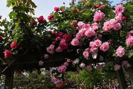 Roses in the rose gardenの写真素材