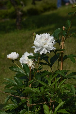 White Rhododendron blossomsの写真素材