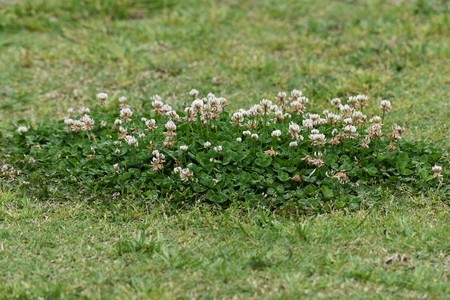 White cloverの写真素材