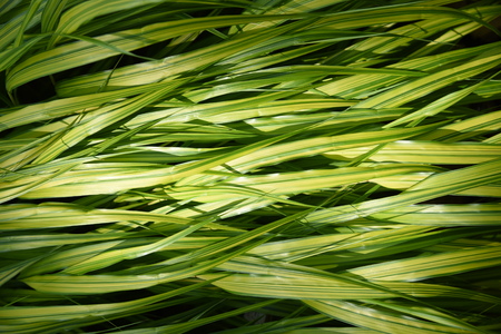 Hakonechloa macraの写真素材