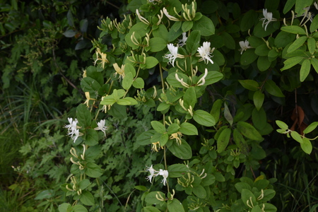 Japanese honeysuckle flowersの写真素材