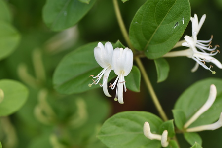 Japanese honeysuckle flowersの写真素材