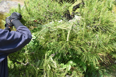 Pruning pine tree