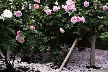 Roses in the rose gardenの写真素材