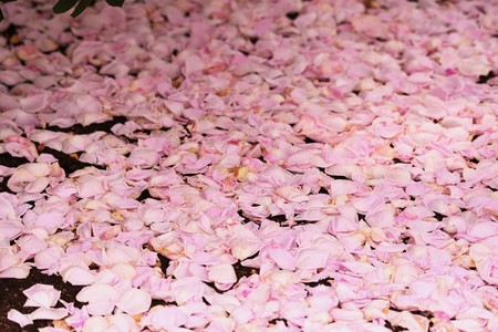 Roses in the rose gardenの写真素材