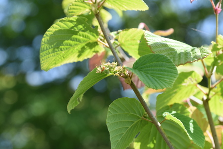 Spike winter hazel fruits and leaves