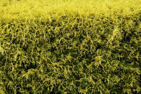 Filifera Aureaの写真素材