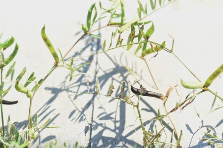 Narrow-leavbed Vetch Seedsの写真素材