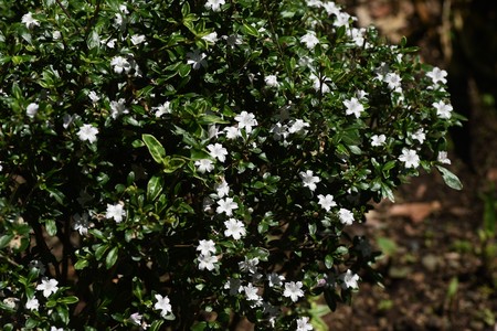 Serissa flowersの写真素材
