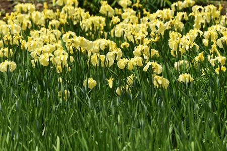 Japanese iris