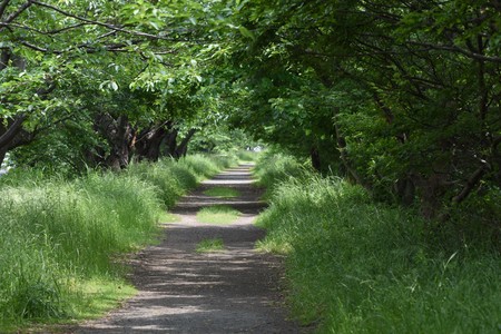 A narrow path