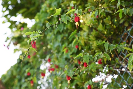Trailing abutilonの写真素材