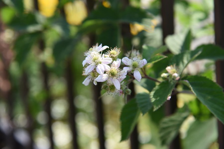 Berry flower blossomsの写真素材