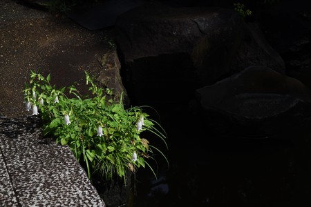 Spottted bellflowerの写真素材