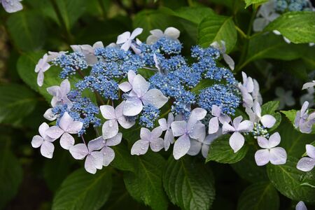 Hydrangea in the rainの写真素材