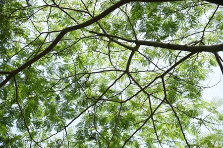 Fresh green leaves of Silk treeの写真素材