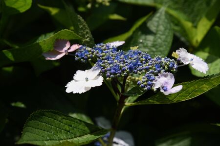 Hydrangea bloomingの写真素材