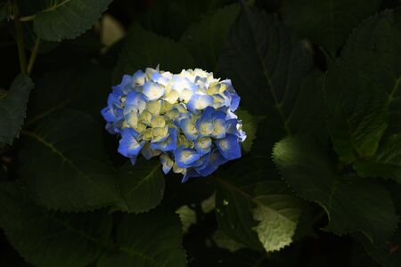 Hydrangea bloomingの写真素材