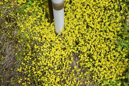 Sedum japonicaの写真素材
