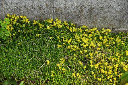 Sedum japonicaの写真素材