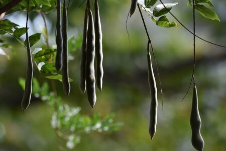 Wisteria fruit