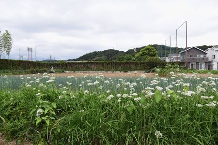 Chinese chive flowersの写真素材