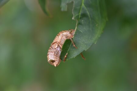 cicada shellの写真素材
