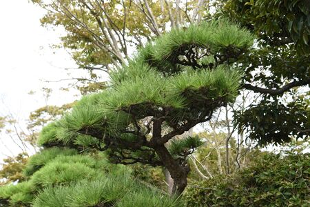 Pine treeの写真素材