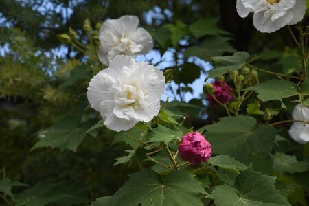 Cotton rosemallowの写真素材