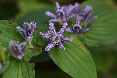 Toad lilyの写真素材