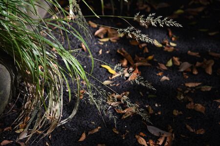 Feather reed grass