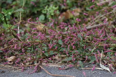 Creeping smartweed