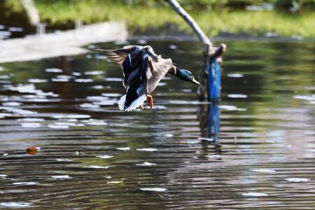 Mallard in the pondの写真素材