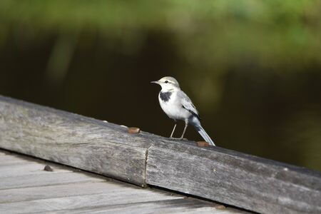 White wagtailの写真素材