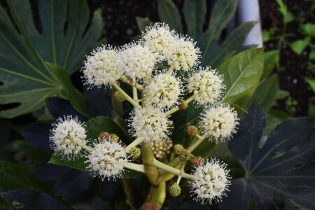 Japanese aralia flowers /の写真素材
