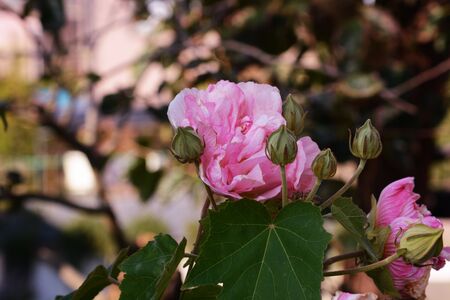 Cotton rosemallowの写真素材