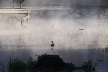 Ducks on a pondの写真素材