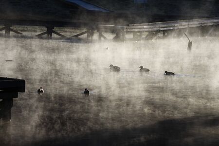 Ducks on a pondの写真素材