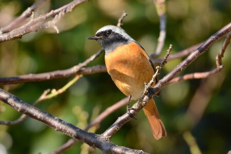 Male Daurian redstarの写真素材